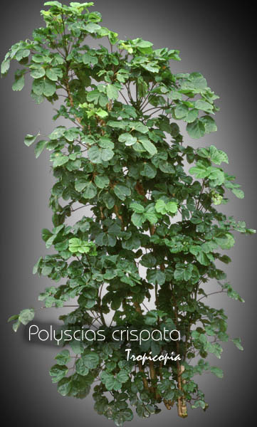 Aralia - Polyscias crispata - Chicken gizard aralia